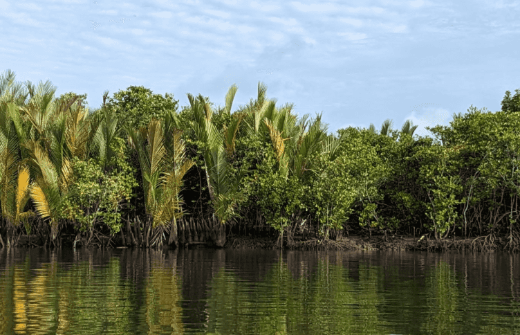 Cilacap Blue Carbon: Java's First Community-Based Blue Carbon Project