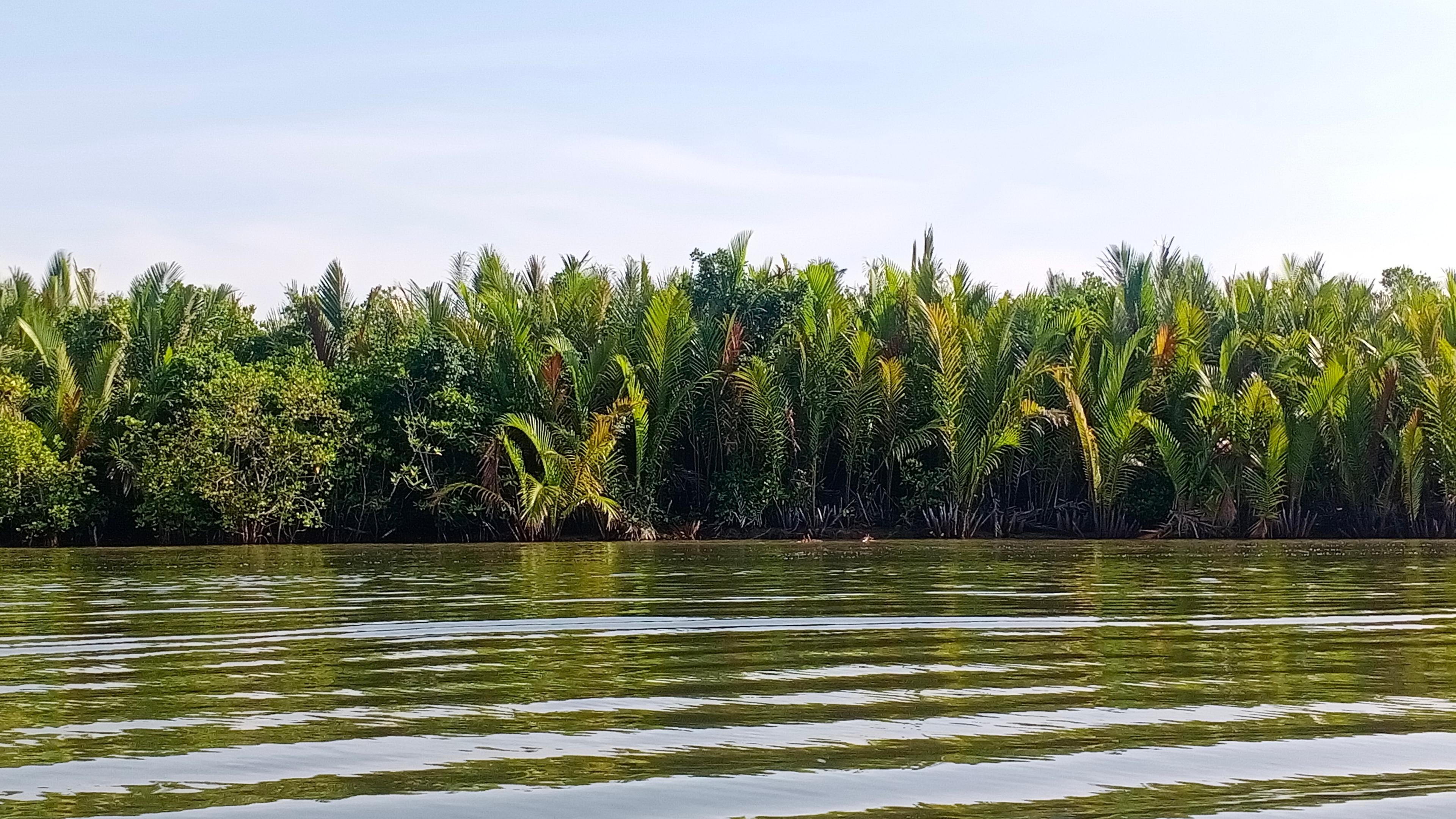 How Blue Carbon Projects are Saving Indonesia's Coastline