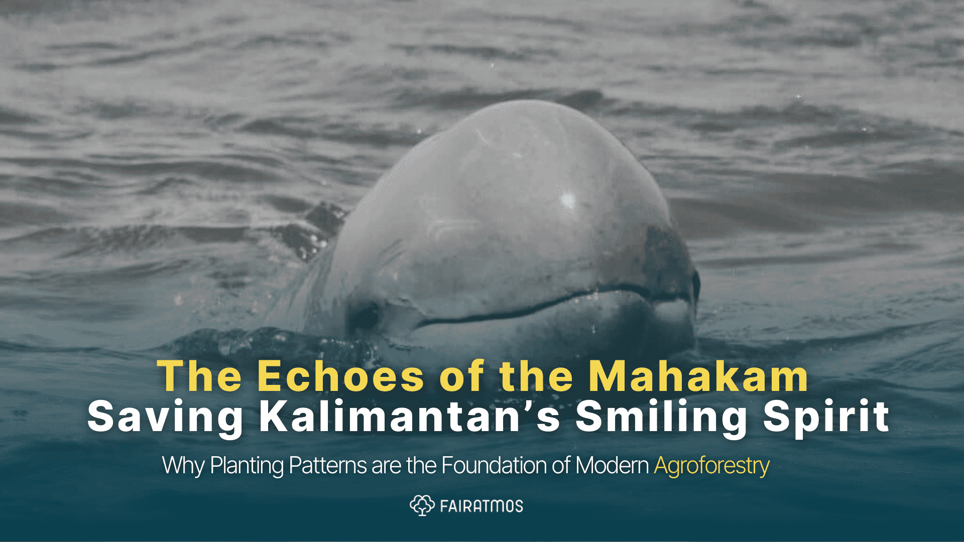 The Echoes of the Mahakam: Saving Kalimantan’s Smiling Spirit