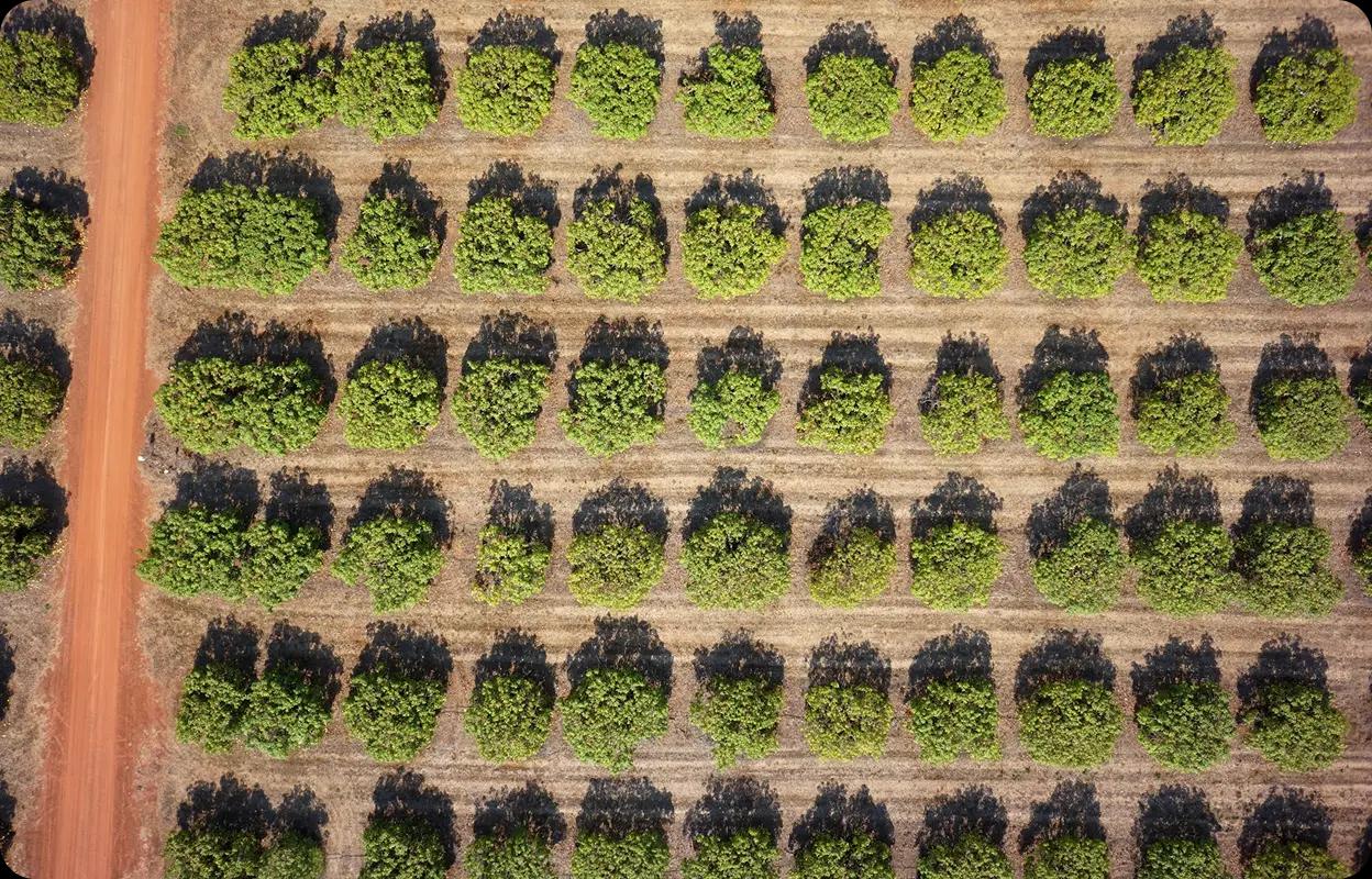 planting-pattern